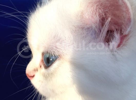 Full Şecereli Üretim Sertifikalı Ny21 33 Golden Shaded Tabby Dişi görsel