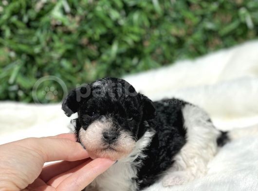 Türi̇yede İlk! Harlequin Toy Poodle