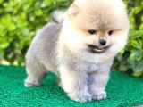 Yavru Pomeranian Boo