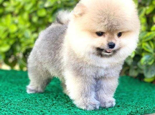 Yavru Pomeranian Boo görsel