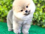 Yavru Pomeranian Boo