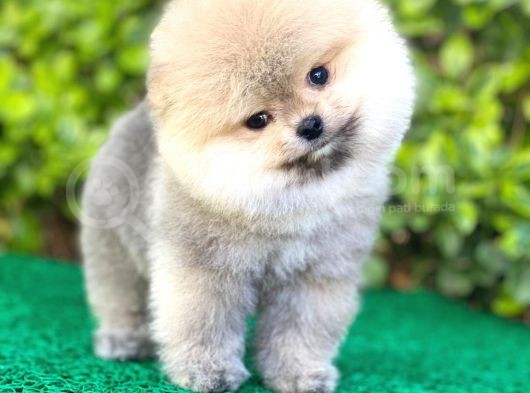 Yavru Pomeranian Boo görsel