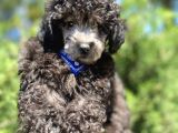 Yakışıklı Silver Poodle Yavrumuz :)