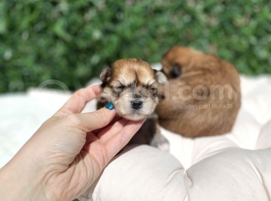 Anne Altından Gerçek Morkie Yavrularımız