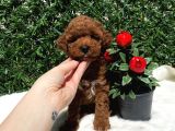 Anne Altından Gerçek Toy Poodle Yavru