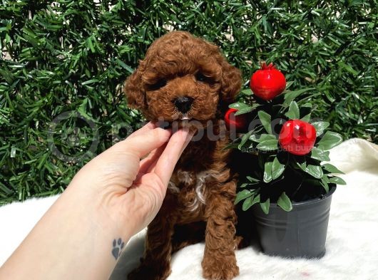 Anne Altından Gerçek Toy Poodle Yavru