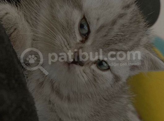 Bebek Yüzlü Scotish Fold Minik Yavrumuza Yuva Arıyoruz görsel