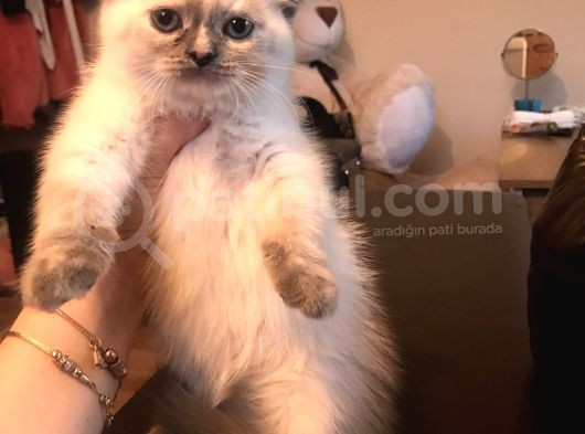 Tatlış Bir Bebiş görsel