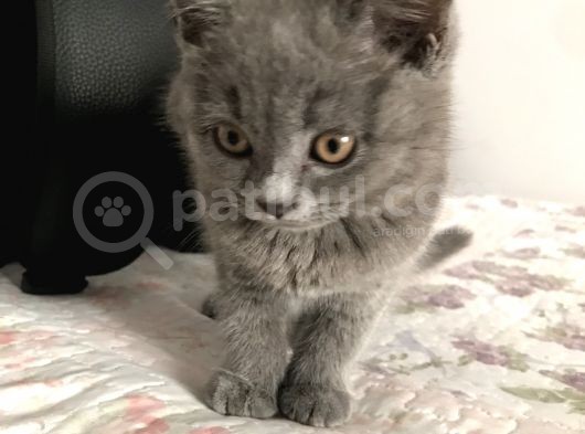 Erkek Güzeli Oğlum
