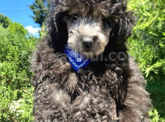 Yakışıklı Silver Poodle Yavrumuz :)