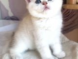 Full Şecereli Üretim Sertifikalı Ny21 33 Golden Shaded Tabby Dişi