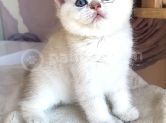 Full Şecereli Üretim Sertifikalı Ny21 33 Golden Shaded Tabby Dişi
