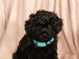 Micro Chipli Pasaportlu Toy Poodle Yavrular Siyah Inci