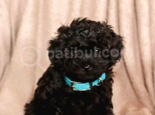 Micro Chipli Pasaportlu Toy Poodle Yavrular Siyah Inci görsel
