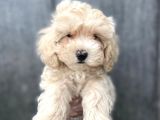 Sevimli Maltipoo Bebekler :)