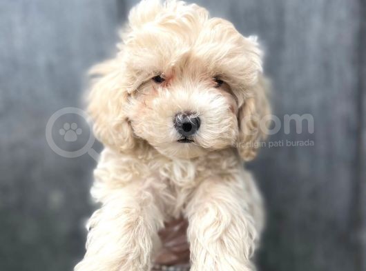 Sevimli Maltipoo Bebekler :) görsel