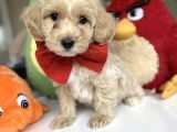 Sevimli Maltipoo Bebekler :)