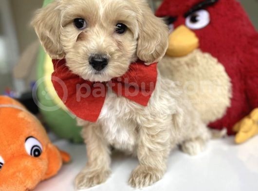 Sevimli Maltipoo Bebekler :) görsel
