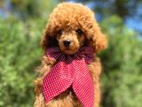 Yakışıklı Red Toy Poodle Yavrumuz :)