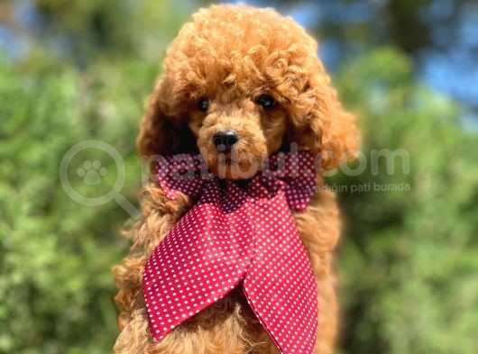 Yakışıklı Red Toy Poodle Yavrumuz :) görsel