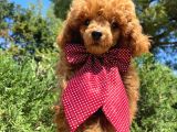 Yakışıklı Red Toy Poodle Yavrumuz :)