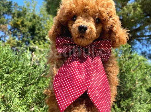 Yakışıklı Red Toy Poodle Yavrumuz :) görsel