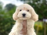 Güzel Maltipoo Bebeklerimiz  :)
