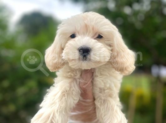 Güzel Maltipoo Bebeklerimiz  :) görsel