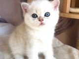 Full Şecereli Üretim Sertifikalı Ny21 33 Golden Shaded Tabby Dişi