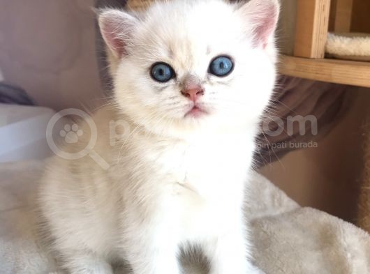 Full Şecereli Üretim Sertifikalı Ny21 33 Golden Shaded Tabby Dişi görsel