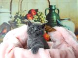Blue Erkek British Shorthair Yavru