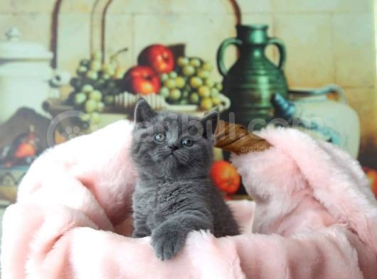 Blue Erkek British Shorthair Yavru