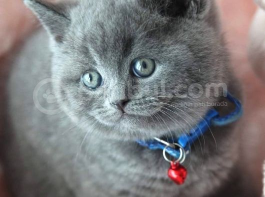 Blue Erkek British Shorthair Yavru görsel