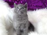Blue Erkek British Shorthair Yavru