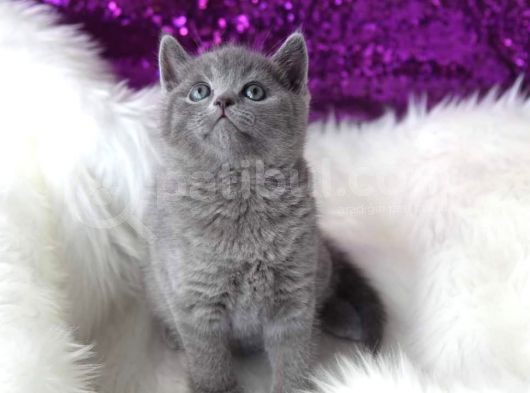 Blue Erkek British Shorthair Yavru görsel