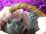 Blue Erkek British Shorthair Yavru