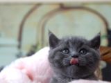 Blue Erkek British Shorthair Yavru