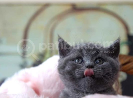 Blue Erkek British Shorthair Yavru görsel