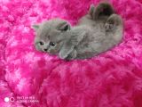 Bri̇ti̇sh Shorthai̇r Bebekler