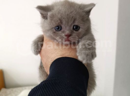 Lilac Ve Blue Bebekler görsel