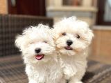 Harika Maltese Terrier Bebeklerimiz