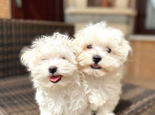 Harika Maltese Terrier Bebeklerimiz