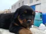 Macar Rottweiler Yavrularımız