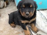 Macar Rottweiler Yavrularımız