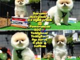 Orjinal Ayı surat Teddybear Boo Pomeranian oğlumuz Teddy