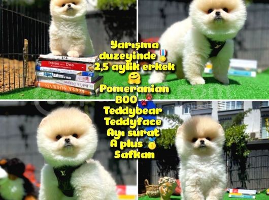 Orjinal Ayı Surat Teddybear Boo Pomeranian Oğlumuz Teddy