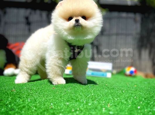 Orjinal Ayı Surat Teddybear Boo Pomeranian Oğlumuz Teddy görsel
