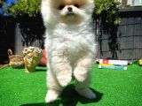 Orjinal Ayı Surat Teddybear Boo Pomeranian Oğlumuz Teddy