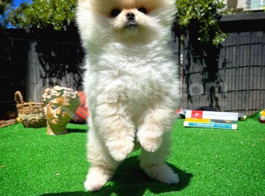 Orjinal Ayı Surat Teddybear Boo Pomeranian Oğlumuz Teddy görsel