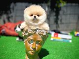 Orjinal Ayı Surat Teddybear Boo Pomeranian Oğlumuz Teddy